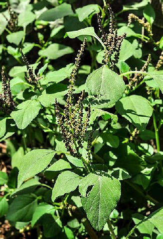 Amaranthus Viridis